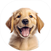 dogs