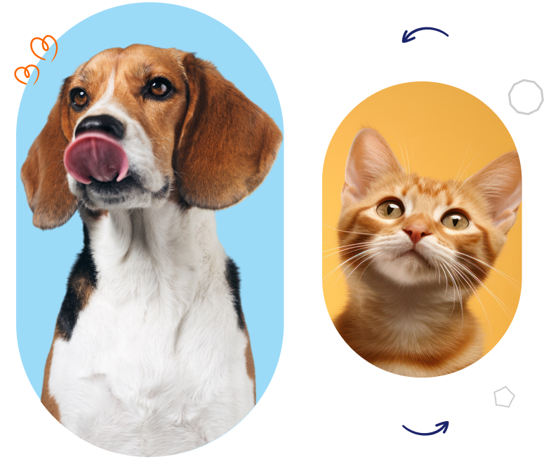 pets