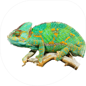 reptile